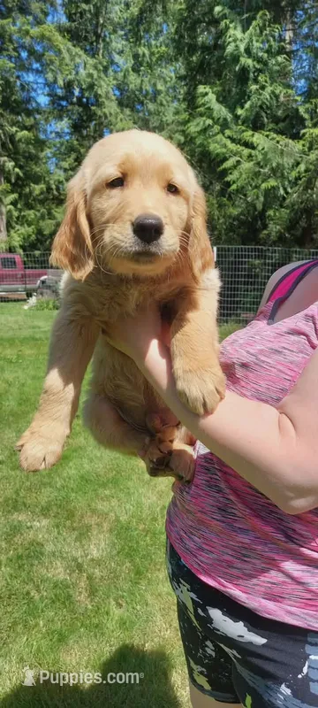 Zeus – Golden Retriever puppy for sale in Arlington, WA