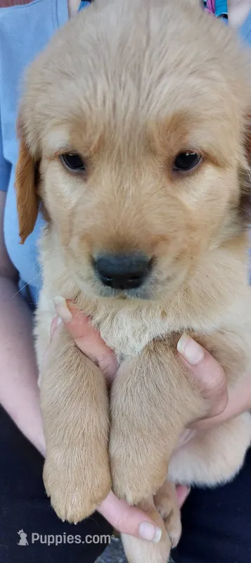 Hiccup – Golden Retriever puppy for sale in Arlington, WA