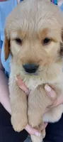 Hiccup, a male Golden Retriever for sale in Arlington, WA – 1 of 1