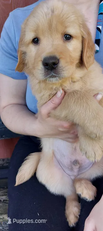 Prince – Golden Retriever puppy for sale in Arlington, WA