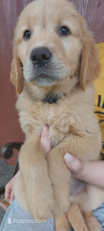 Prince – Golden Retriever puppy for sale in Arlington, WA
