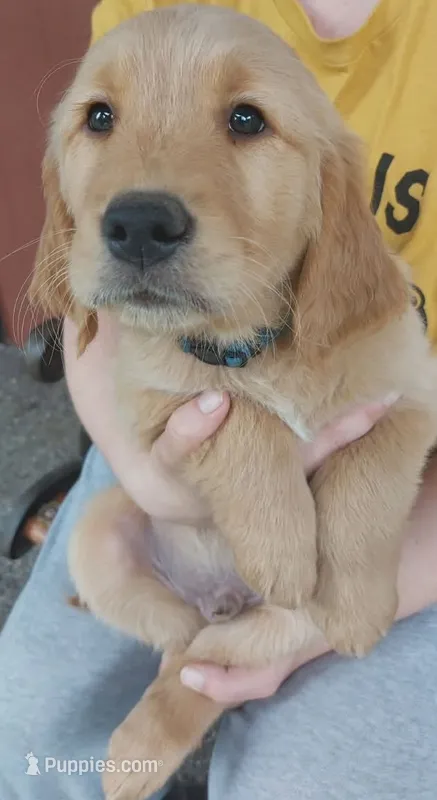 Zeus – Golden Retriever puppy for sale in Arlington, WA