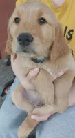 Zeus, a male Golden Retriever for sale in Arlington, WA – 1 of 4