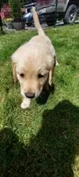Zeus, a male Golden Retriever for sale in Arlington, WA – 3 of 4