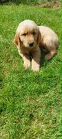 Prince, a male Golden Retriever for sale in Arlington, WA – 3 of 3