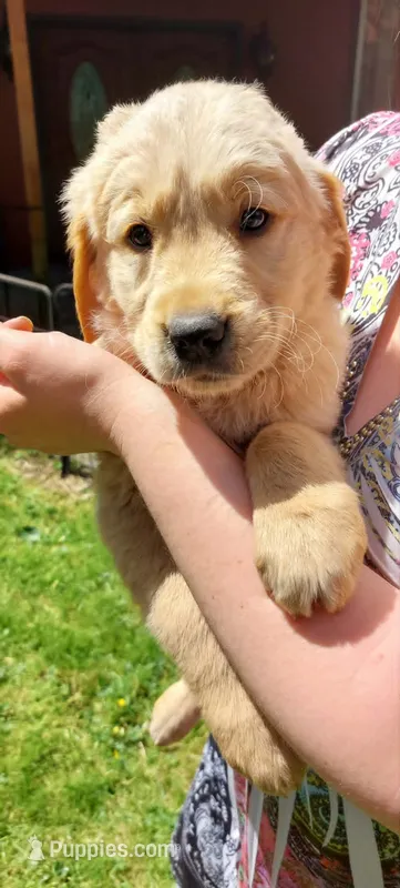 Hiccup – Golden Retriever puppy for sale in Arlington, WA
