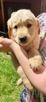 Hiccup, a male Golden Retriever for sale in Arlington, WA – 2 of 3