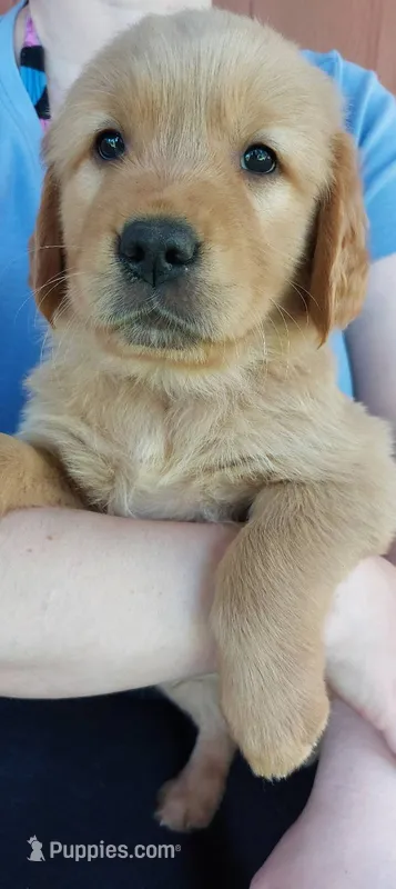 Lucky – Golden Retriever puppy for sale in Arlington, WA