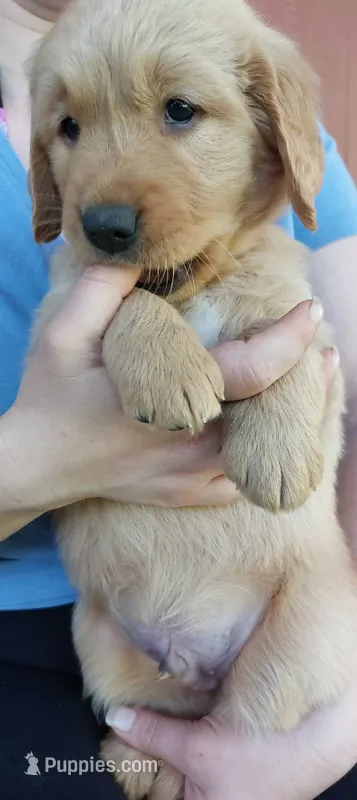 Pongo – Golden Retriever puppy for sale in Arlington, WA