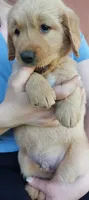 Pongo, a male Golden Retriever for sale in Arlington, WA – 1 of 1