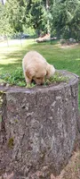 Hiccup, a male Golden Retriever for sale in Arlington, WA – 3 of 3