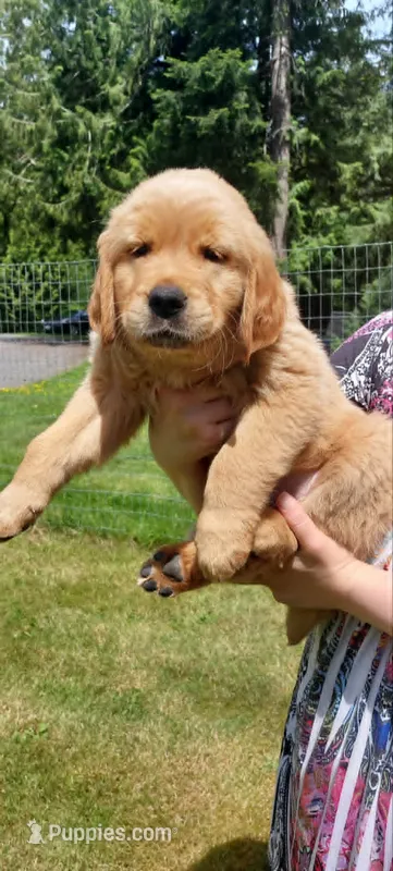 Lucky – Golden Retriever puppy for sale in Arlington, WA