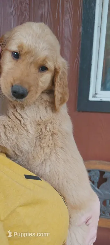 Pongo – Golden Retriever puppy for sale in Arlington, WA