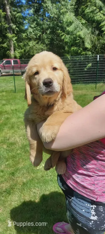 Prince – Golden Retriever puppy for sale in Arlington, WA