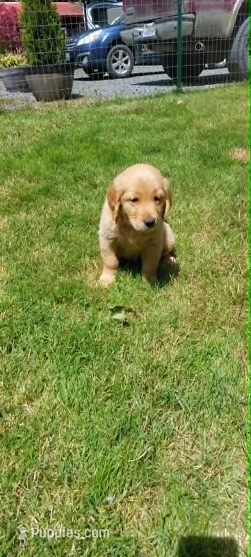 Cookie – Golden Retriever puppy for sale in Arlington, WA