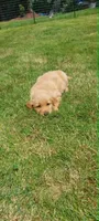 Candie, a female Golden Retriever for sale in Arlington, WA – 3 of 3