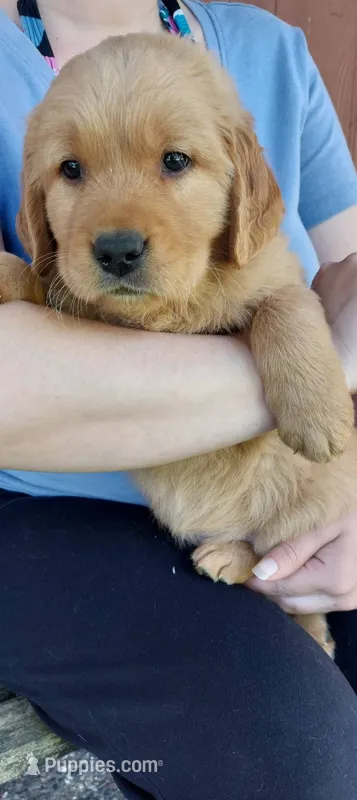 Ace – Golden Retriever puppy for sale in Arlington, WA