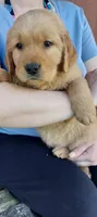 Ace, a female Golden Retriever for sale in Arlington, WA – 1 of 1