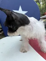 Daisy, a female Miniature Schnauzer for sale in Kilgore, TX – 3 of 4
