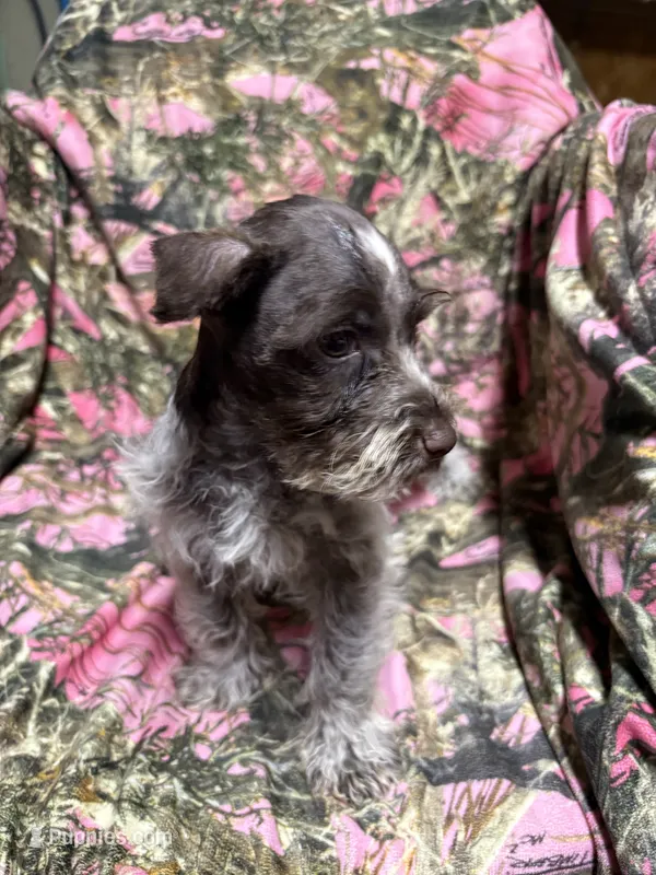 Charlie – Miniature Schnauzer puppy for sale in Kilgore, TX