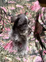 Charlie, a male Miniature Schnauzer for sale in Kilgore, TX – 1 of 4