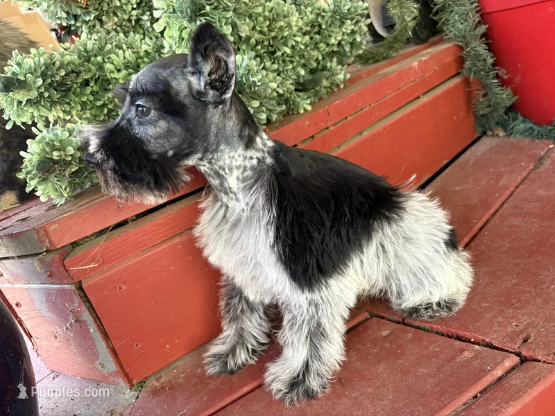 Axle – Miniature Schnauzer puppy for sale in Kilgore, TX