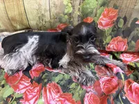 Axle, a  Miniature Schnauzer for sale in Kilgore, TX – Photo 1 of 2