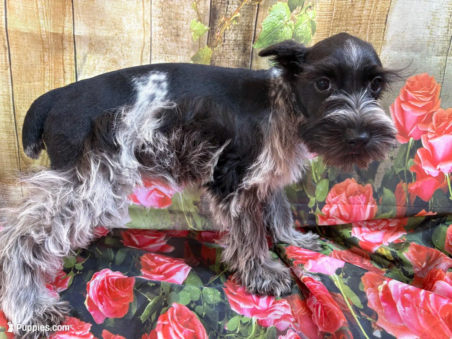 Axle, a  Miniature Schnauzer for sale in Kilgore, TX – Photo 2 of 2