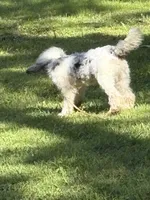 Milo, a male Poodle - Miniature  for sale in Kilgore, TX – 5 of 7