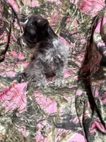 Charlie, a male Miniature Schnauzer for sale in Kilgore, TX – 3 of 4