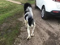 Tri Rebel, a male Poodle - Standard  for sale in Kilgore, TX – Photo 3 of 6