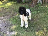 Tri Rebel, a male Poodle - Standard  for sale in Kilgore, TX – Photo 1 of 6