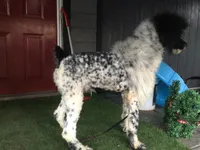 Tri Rebel, a male Poodle - Standard  for sale in Kilgore, TX – Photo 6 of 6