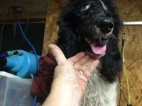 Tri Rebel, a male Poodle - Standard  for sale in Kilgore, TX – Photo 4 of 6