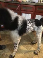 Tri Rebel, a male Poodle - Standard  for sale in Kilgore, TX – Photo 2 of 6