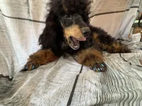 Bandit, a male Poodle - Miniature  for sale in Kilgore, TX – Photo 3 of 7