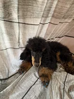 Bandit, a male Poodle - Miniature  for sale in Kilgore, TX – Photo 4 of 7