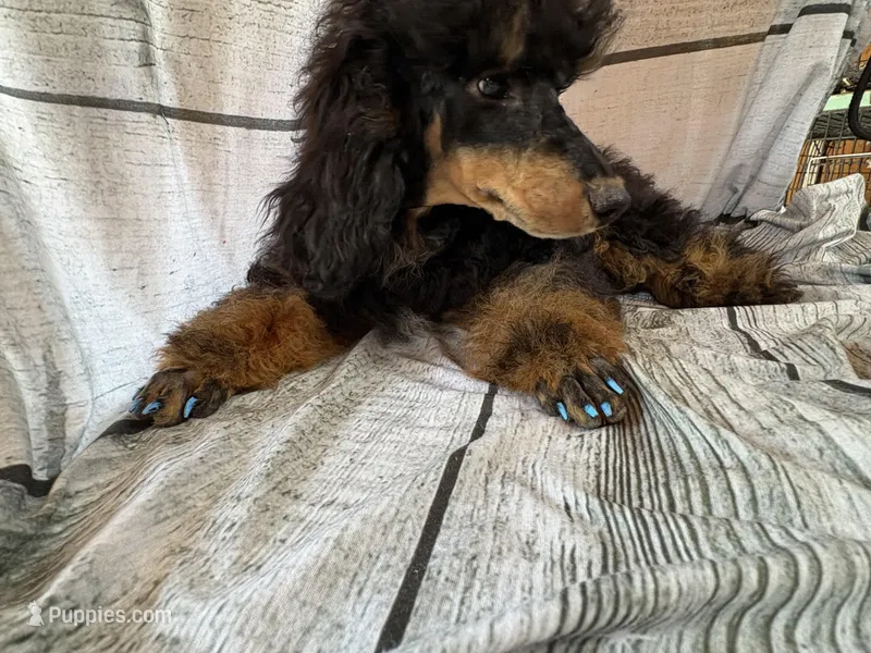 Bandit – Poodle - Miniature  puppy for sale in Kilgore, TX