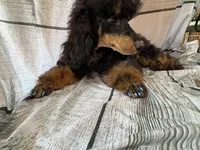 Bandit, a male Poodle - Miniature  for sale in Kilgore, TX – Photo 1 of 7