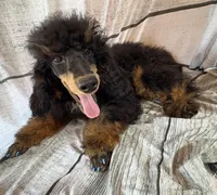 Bandit, a male Poodle - Miniature  for sale in Kilgore, TX – Photo 2 of 7