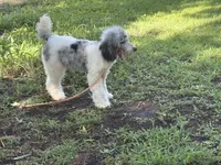 Milo, a male Poodle - Miniature  for sale in Kilgore, TX – 3 of 7