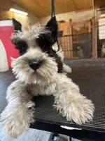 Blitz, a male Standard Schnauzer for sale in Kilgore, TX – Photo 2 of 4