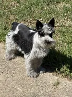 Blitz, a male Standard Schnauzer for sale in Kilgore, TX – Photo 3 of 4