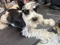 Blitz, a male Standard Schnauzer for sale in Kilgore, TX – Photo 4 of 4