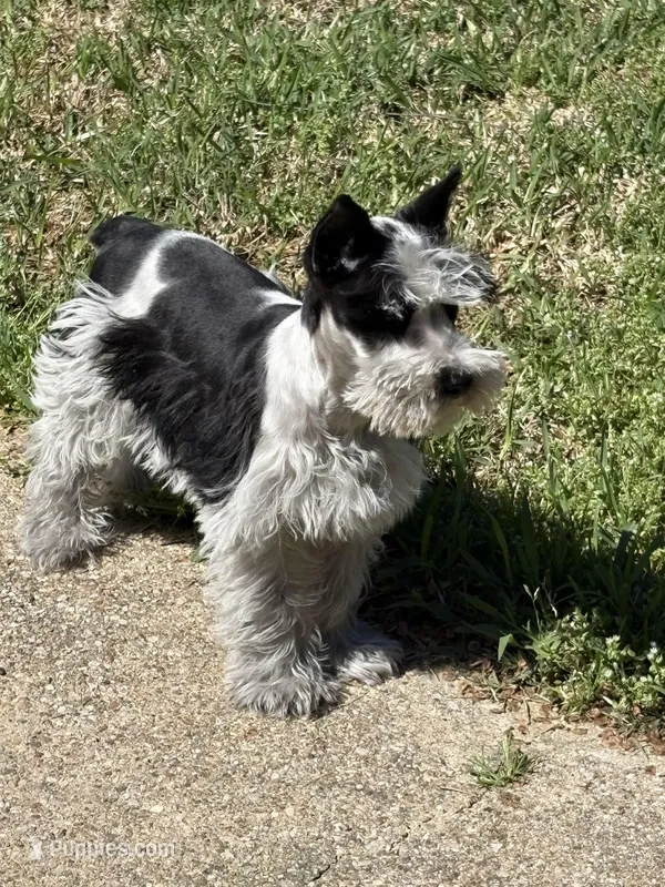 Blitz – Standard Schnauzer puppy for sale in Kilgore, TX