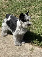 Blitz, a male Standard Schnauzer for sale in Kilgore, TX – Photo 1 of 4
