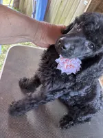 Smokey She Bear, a female Poodle - Standard  for sale in Kilgore, TX – 5 of 5
