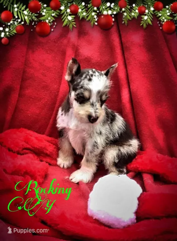 Jasmine, a female Miniature Schnauzer and Australian Shepherd for sale in Kilgore, TX – Photo 1 of 9