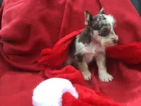 Jasmine, a female Miniature Schnauzer and Australian Shepherd for sale in Kilgore, TX – Photo 3 of 9