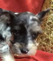 Jasmine, a female Miniature Schnauzer and Australian Shepherd for sale in Kilgore, TX – Photo 7 of 9